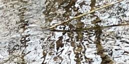 Abstract reflections of woodland in stream (Terminalia)