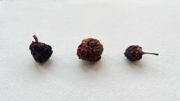 three dried tiny crab apples in a row